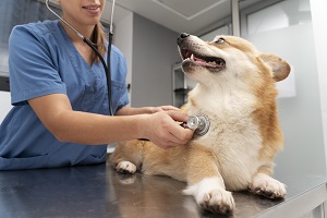 Veterinary Service